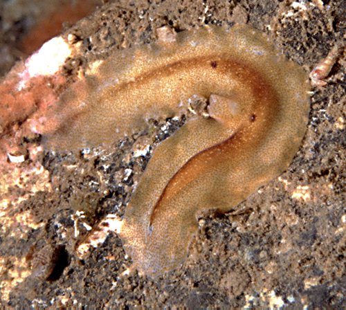 The handsome flatworm